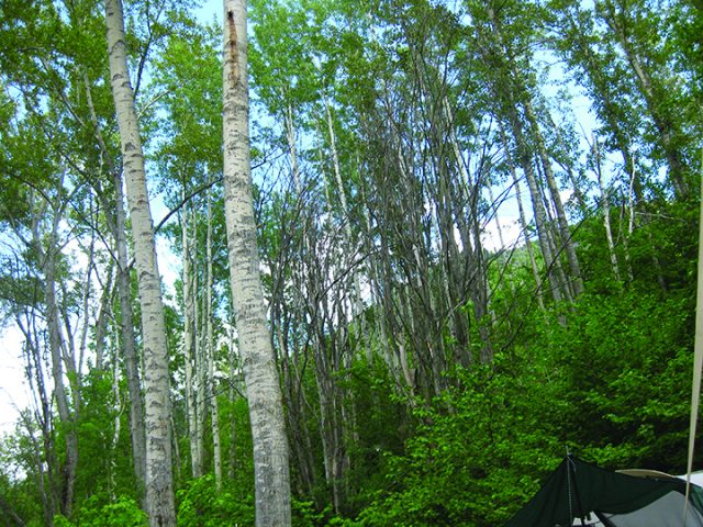 Ashley & Randell’s Wedding