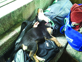 Jade’s First Camping Trip